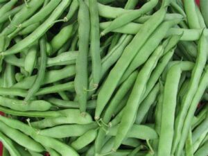 50+ blue lake pole bean seeds for planting heirloom non gmo 14 grams of seeds garden vegetable bulk survival