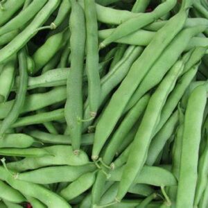 50+ Blue Lake Pole Bean Seeds for Planting Heirloom Non GMO 14 Grams of Seeds Garden Vegetable Bulk Survival