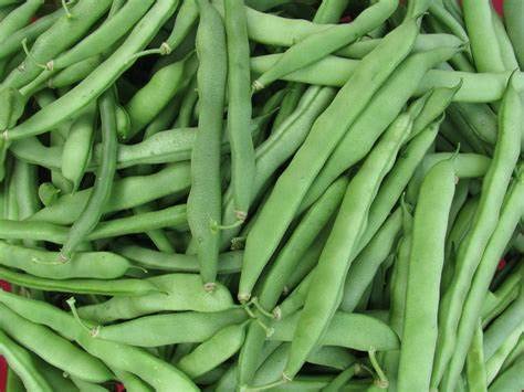 50+ Blue Lake Pole Bean Seeds for Planting Heirloom Non GMO 14 Grams of Seeds Garden Vegetable Bulk Survival