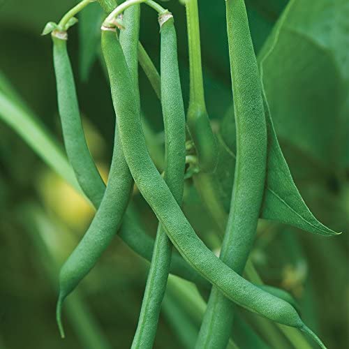 50+ Blue Lake Pole Bean Seeds for Planting Heirloom Non GMO 14 Grams of Seeds Garden Vegetable Bulk Survival