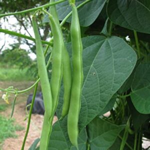 50+ Blue Lake Pole Bean Seeds for Planting Heirloom Non GMO 14 Grams of Seeds Garden Vegetable Bulk Survival