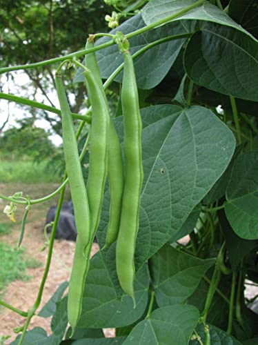 50+ Blue Lake Pole Bean Seeds for Planting Heirloom Non GMO 14 Grams of Seeds Garden Vegetable Bulk Survival