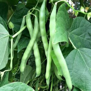 50+ Blue Lake Pole Bean Seeds for Planting Heirloom Non GMO 14 Grams of Seeds Garden Vegetable Bulk Survival