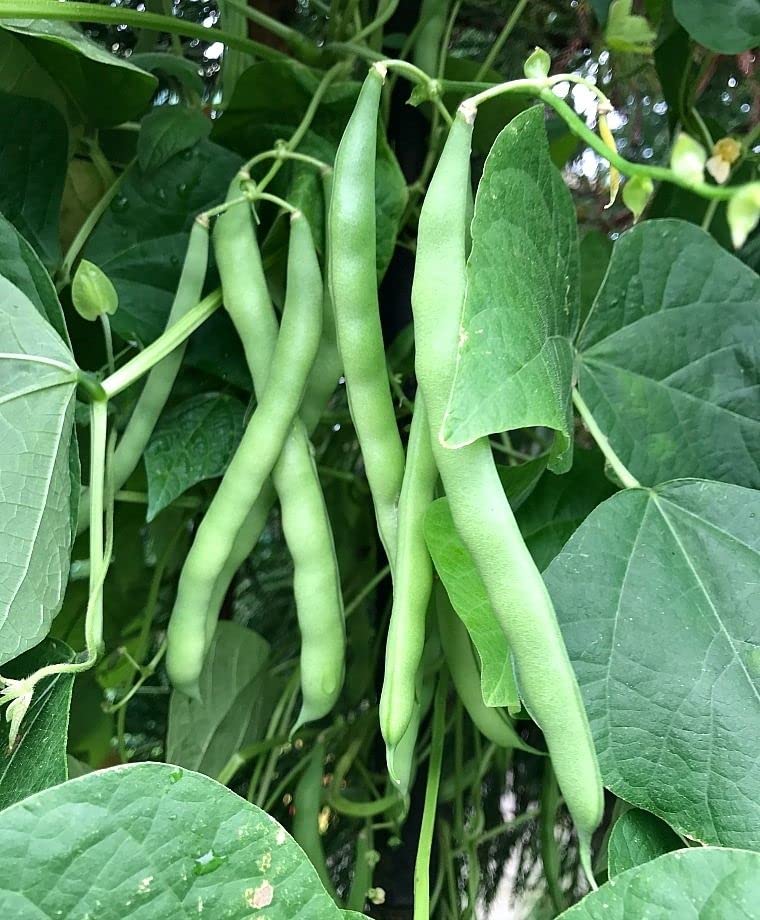 50+ Blue Lake Pole Bean Seeds for Planting Heirloom Non GMO 14 Grams of Seeds Garden Vegetable Bulk Survival