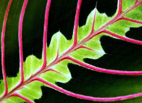 Hirt's Red Prayer Plant - Maranta - Easy to Grow House Plant - 4" Pot