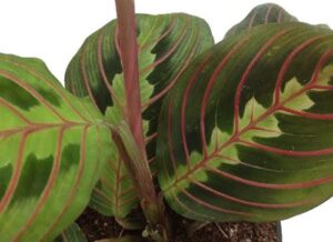 hirt’s red prayer plant – maranta – easy to grow house plant – 4″ pot