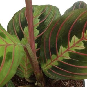 Hirt's Red Prayer Plant - Maranta - Easy to Grow House Plant - 4" Pot