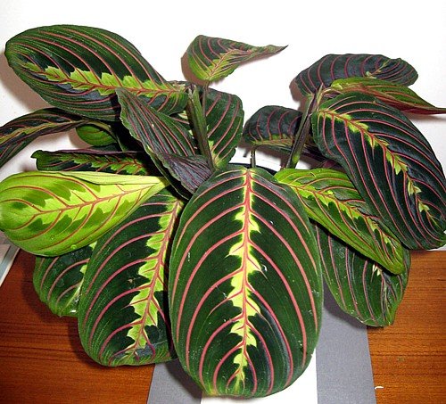 Hirt's Red Prayer Plant - Maranta - Easy to Grow House Plant - 4" Pot