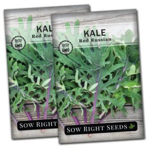 sow right seeds – red russian kale seed for planting – non-gmo heirloom packet with instructions to plant a home vegetable garden, great gardening gift (2)