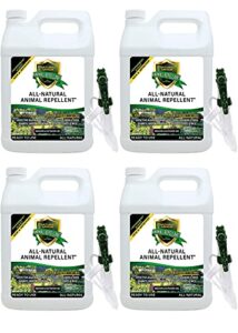 natural armor animal & rodent repellent spray. repels skunks, raccoons, rats, mice, deer rodents & critters. repeller & deterrent in powerful peppermint formula – 128 fl oz gallon case of 4