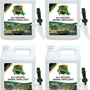 Natural Armor Animal & Rodent Repellent Spray. Repels Skunks, Raccoons, Rats, Mice, Deer Rodents & Critters. Repeller & Deterrent in Powerful Peppermint Formula – 128 Fl Oz Gallon Case of 4