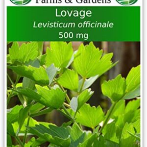 TKE Farms - Lovage Seeds for Planting, 500 mg ~ 140 Seeds, Levisticum officinale