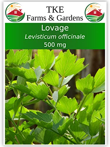 TKE Farms - Lovage Seeds for Planting, 500 mg ~ 140 Seeds, Levisticum officinale