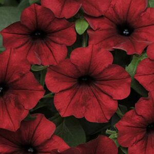 outsidepride spreading tidal wave red velour petunia garden flowers for hanging baskets, pots, containers, beds – 30 seeds