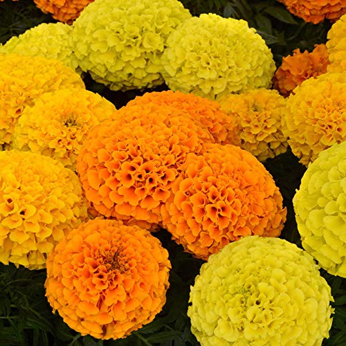 Outsidepride Tagetes Erecta Taishan African Marigold Garden Flower Seed Mix - 100 Seeds