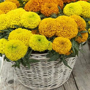 Outsidepride Tagetes Erecta Taishan African Marigold Garden Flower Seed Mix - 100 Seeds