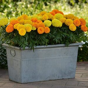 Outsidepride Tagetes Erecta Taishan African Marigold Garden Flower Seed Mix - 100 Seeds