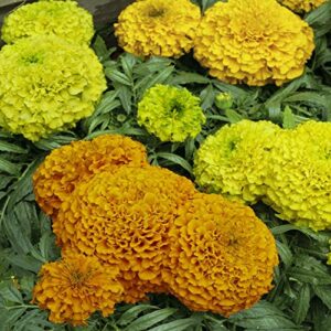 Outsidepride Tagetes Erecta Taishan African Marigold Garden Flower Seed Mix - 100 Seeds