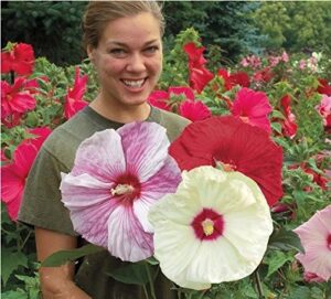 100 giant hibiscus flower seeds hardy,mix color, diy home garden potted or yard flower plant,
