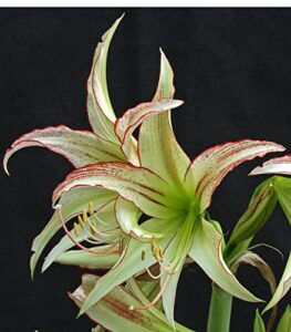 exotic cybister, emerald amaryllis, blooming sized bulb, great as a potted plant, or specimin garden plant