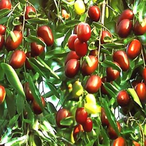 MySeeds.Co - BIG PACK Seeds Big Pack Survival Flower Fruit Garden Seeds, Exotic Rare Non-GMO and Heirloom Variety Limited Quantity, You Choose The Color (Jujube)