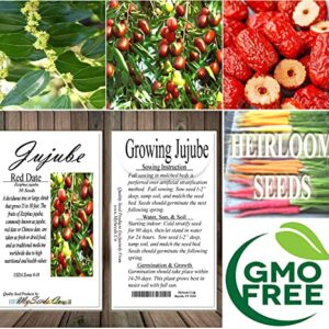 MySeeds.Co - BIG PACK Seeds Big Pack Survival Flower Fruit Garden Seeds, Exotic Rare Non-GMO and Heirloom Variety Limited Quantity, You Choose The Color (Jujube)