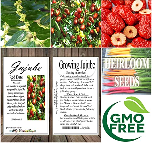 MySeeds.Co - BIG PACK Seeds Big Pack Survival Flower Fruit Garden Seeds, Exotic Rare Non-GMO and Heirloom Variety Limited Quantity, You Choose The Color (Jujube)