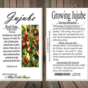 MySeeds.Co - BIG PACK Seeds Big Pack Survival Flower Fruit Garden Seeds, Exotic Rare Non-GMO and Heirloom Variety Limited Quantity, You Choose The Color (Jujube)