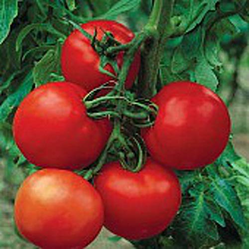 Cobra Tomato Seeds (20+ Seeds) | Non GMO | Vegetable Fruit Herb Flower Seeds for Planting | Home Garden Greenhouse Pack