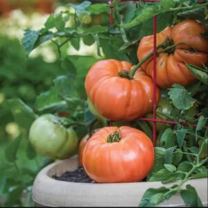 tomato plant, 3 beefsteak tomato live plants 6 to 10 inches, easy to plant planting ornaments garden perennials simple to grow pots gift