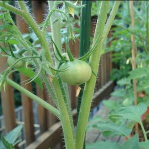 Tomato Plant, 3 Beefsteak Tomato Live Plants 6 to 10 Inches, Easy to Plant Planting Ornaments Garden Perennials Simple to Grow Pots Gift