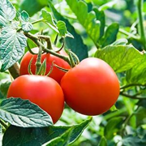 Tomato Plant, 3 Beefsteak Tomato Live Plants 6 to 10 Inches, Easy to Plant Planting Ornaments Garden Perennials Simple to Grow Pots Gift