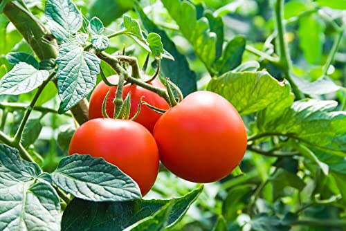 Tomato Plant, 3 Beefsteak Tomato Live Plants 6 to 10 Inches, Easy to Plant Planting Ornaments Garden Perennials Simple to Grow Pots Gift