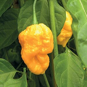 chuxay garden yellow trinidad moruga scorpion-capsicum chinense,hot pepper 20 seeds vegetables survival gear food seed