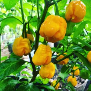 CHUXAY GARDEN Yellow Trinidad Moruga Scorpion-Capsicum Chinense,Hot Pepper 20 Seeds Vegetables Survival Gear Food Seed