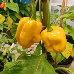 CHUXAY GARDEN Yellow Trinidad Moruga Scorpion-Capsicum Chinense,Hot Pepper 20 Seeds Vegetables Survival Gear Food Seed