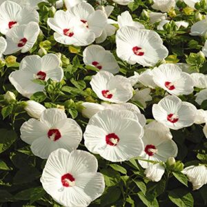 outsidepride hibiscus luna white garden flower seed & foliage container plants – 10 seeds
