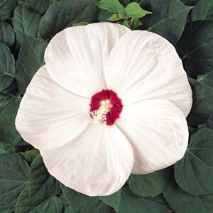 Outsidepride Hibiscus Luna White Garden Flower Seed & Foliage Container Plants - 10 Seeds