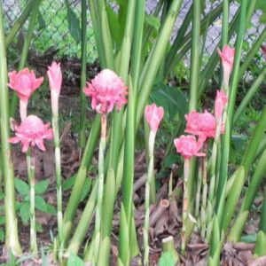 CHUXAY GARDEN 20 Seeds Pink Etlingera Elatior,Torch Ginger,Ginger Flower,Torch Lily,Philippine Wax Flower Seasoning Flowering Plants Excellent Addition to Garden