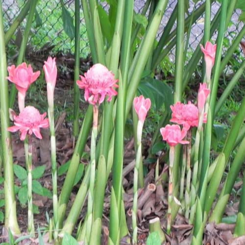 CHUXAY GARDEN 20 Seeds Pink Etlingera Elatior,Torch Ginger,Ginger Flower,Torch Lily,Philippine Wax Flower Seasoning Flowering Plants Excellent Addition to Garden