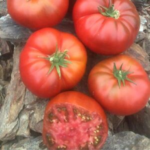 david’s garden seeds tomato slicing determinate tasmanian chocolate 4328 (red) 25 non-gmo, heirloom seeds