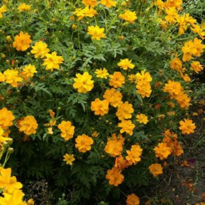 outsidepride cosmos sulphureus orange garden flowers – 2000 seeds