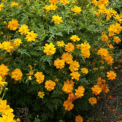 Outsidepride Cosmos Sulphureus Orange Garden Flowers - 2000 Seeds