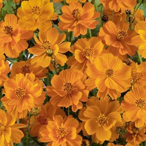 Outsidepride Cosmos Sulphureus Orange Garden Flowers - 2000 Seeds