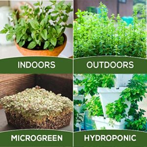 Oregano Seeds for Planting Home Garden Herbs - Individual Pack of 300+ Heirloom Seeds, Suitable for Outdoors, Indoors, and Hydroponics - Non-GMO, Non-Hybrid, Untreated, and USA Grown Variety