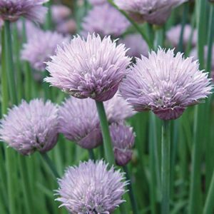 burpee common chives seeds 1000 seeds