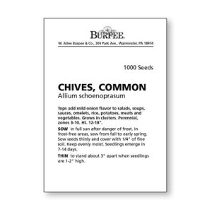 Burpee Common Chives Seeds 1000 seeds