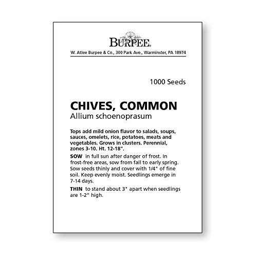 Burpee Common Chives Seeds 1000 seeds