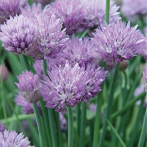 Burpee Common Chives Seeds 1000 seeds