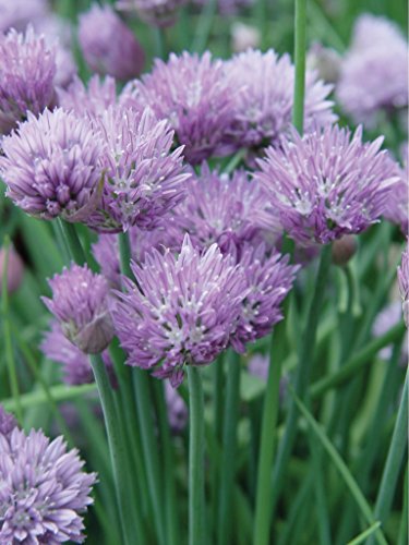 Burpee Common Chives Seeds 1000 seeds